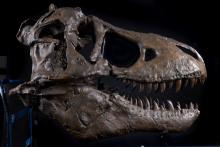 t-rex skull